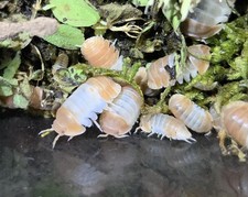 12 1 ct Cubaris Red Panda Isopods