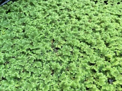 BUY 2 GET 1 FREE Azolla Filiculoides Fairy Moss Live Aquarium Floating Plants  