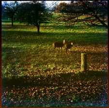 35mm Slide - Deers in Autumn Landscape – Boots Colourslide