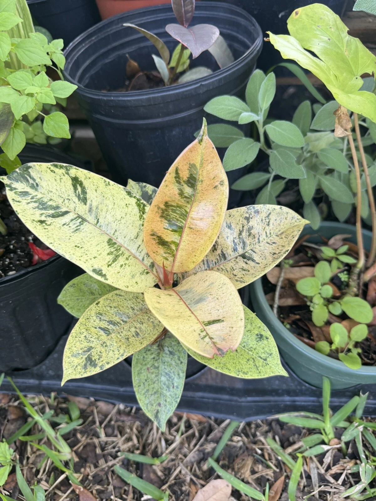 Ficus rubber variagate plant