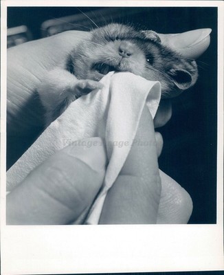 1954 Photo Hamster Animal Teeth Cleaning Blanket Hand Vintage Image Original
