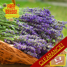 Fresh Premium Lavender Seeds  Vera  Herb  Heirloom Non-GMO  Herb Seeds