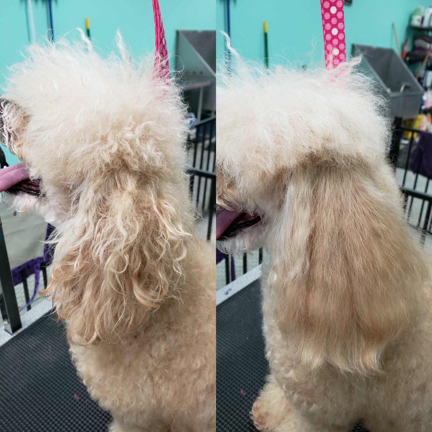 miracle dog brush