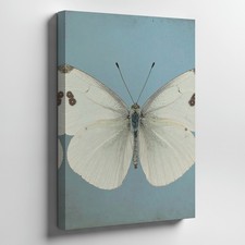 Wall Art Canvas a Single Butterfly with Pale White Wings Lightly Speckled with