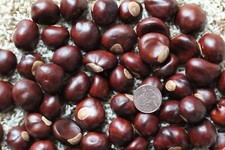 Buckeye Nuts 2025 Large Quarter Size & Larger from Central Ohio Dried