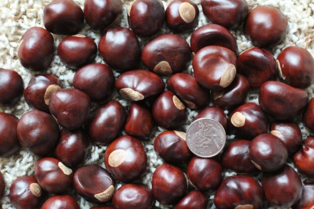 Buckeye Nuts Quarter Size & Larger from Central Ohio Dried Batches of 10 to 500 Buckeye Nuts Quarter Size & Larger from Central Ohio Dried Batches of 10 to 500