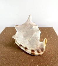 Horned CASSIS Cornuta Helmet Shell 7in x 5in x 5in Large Conch Beautiful