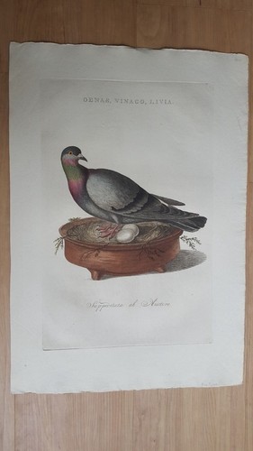 C. Nozeman - Oenas, Vinago, Livia - Blue dove - copper engraving - hand-colored - Picture 2 of 2