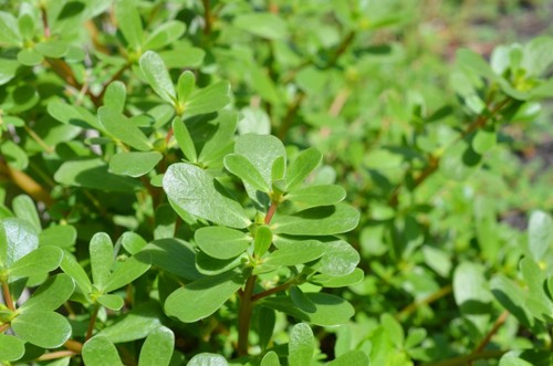 PURSLANE GREEN 100 Seeds Herb Garden Salad Green OMEGA3 Groundcover REGROWTH - Picture 4 of 5