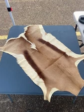 Real Springbok Hide