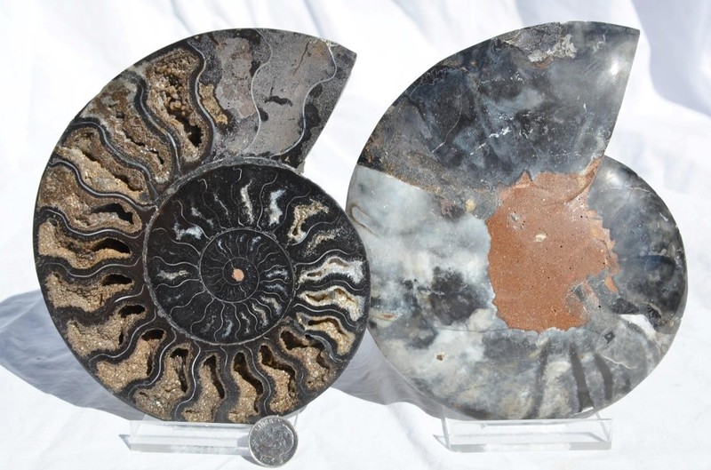Large Black Ammonite Pair Great Crystal 110myo Dino age FOSSIL 153mm 6.0" 9351ee