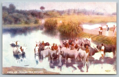 Lipton Tea Estate   Ceylon  Sri Lanka   Postcard