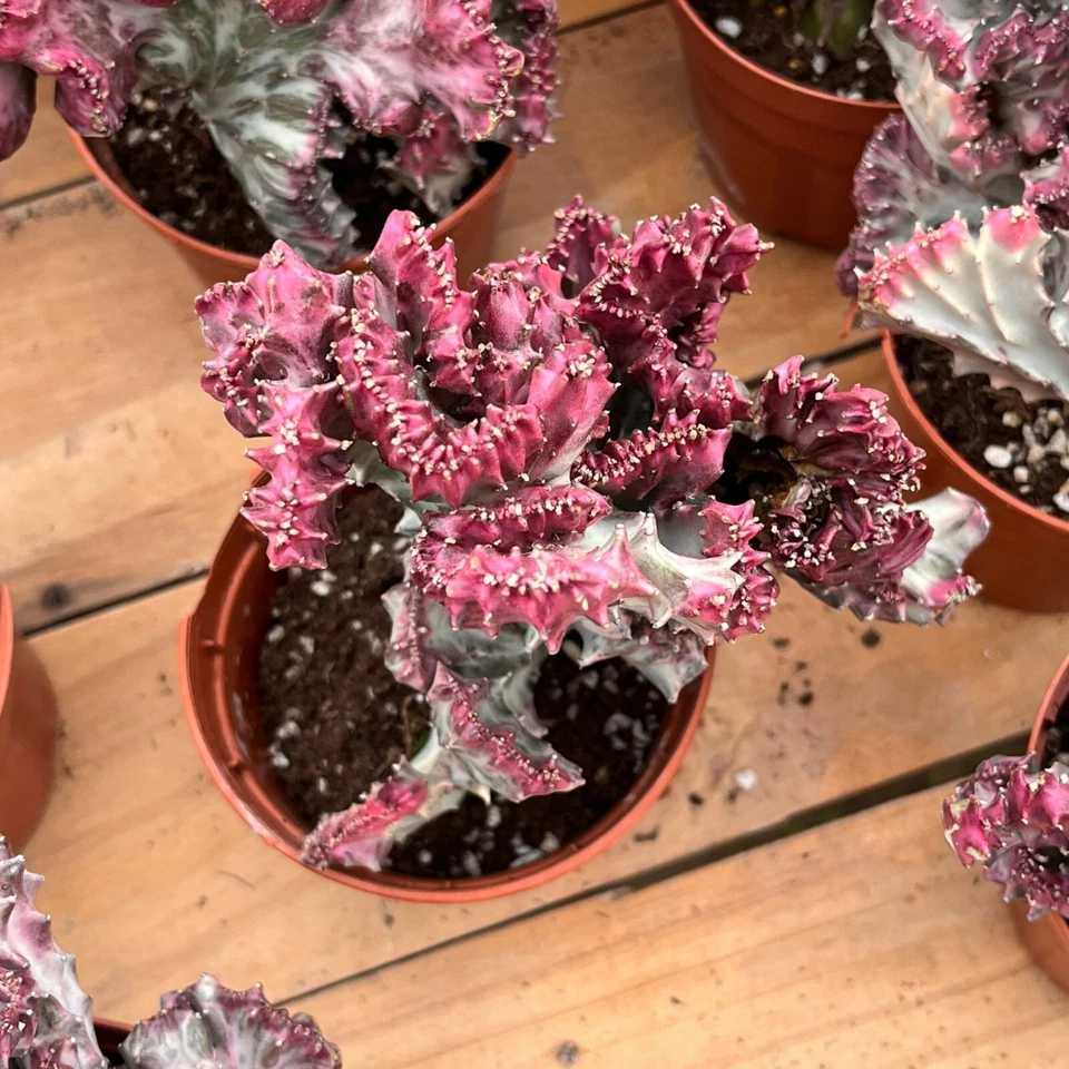 5'' Euphorbia Lactea Cristata, Live Cactus Plants,Rare Plants - Image 2 of 4