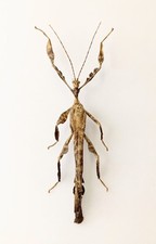 Entomology Taxidermy: Heteropteryx Dilated Male 92mm+/-. A1-