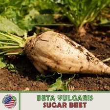 100 Sugar Beet Seeds, Beta vulgaris, Open Pollinated, Deer Magnet, Genuine USA