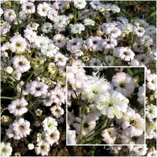 ECHTES SCHLEIERKRAUT WEIß WINTERHARTE STAUDE GYPSOPHILA BLÜTENMEER 100 SAMEN