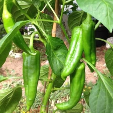 Big Jim Pepper Seeds, Hatch Chile, Non-GMO, Heirloom, Medium Hot, Free Shipping