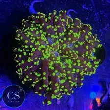 CS YELLOWISH YAEYAMAENSIS - WYSIWYG LIVE CORAL