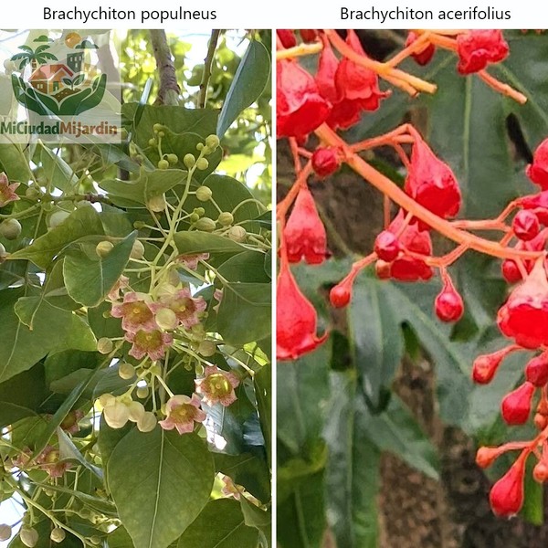 Brachychiton bottle tree mix 20 semillas acerifolius + populneus árbol exótico j