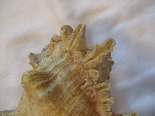 Vintage Specimen Spiculated Spiny Seashell 7" - Picture 7 of 10