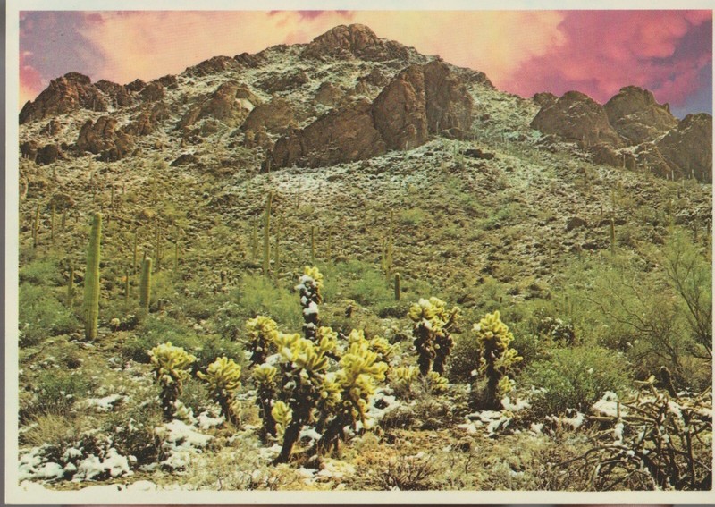 Postcard Rare Winter Snowfall Desert Scene Arizona USA