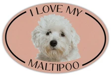 Oval Dog Breed Picture Car Magnet - I Love My Maltipoo - Magnetic Bumper Sticker
