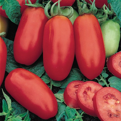 #ad #ad San Marzano Tomato Seeds Determinate Heirloom Non GMO Free Shipping 1024 $155.39