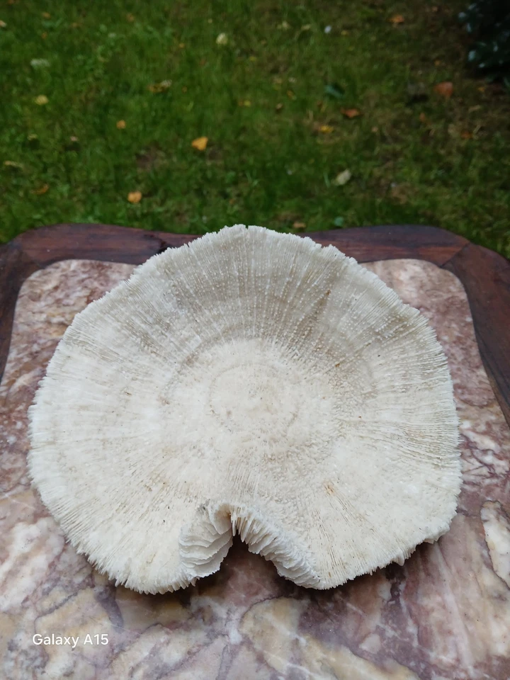 COLLECTION OF THREE WONDERFUL CORAL SPECIMENS - Image 3 of 4