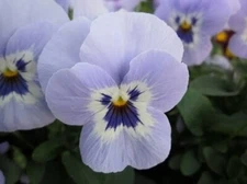 Violas La Marinas Shangris Perennial Features A Vigorous Mounding Habit 20 Seeds