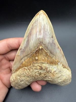 HUGE COLORFUL MEGALODON TOOTH 5.41  INDONESIA 100% AUTHENTIC FOSSIL SHARK TOOTH