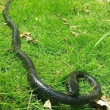 Fake Realistic Snake Lifelike Real Scary Rubber Toy Prank Party Joke For Garden
