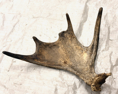 Real moose antler craft natural art antlers decor rustic home cabin gift garden