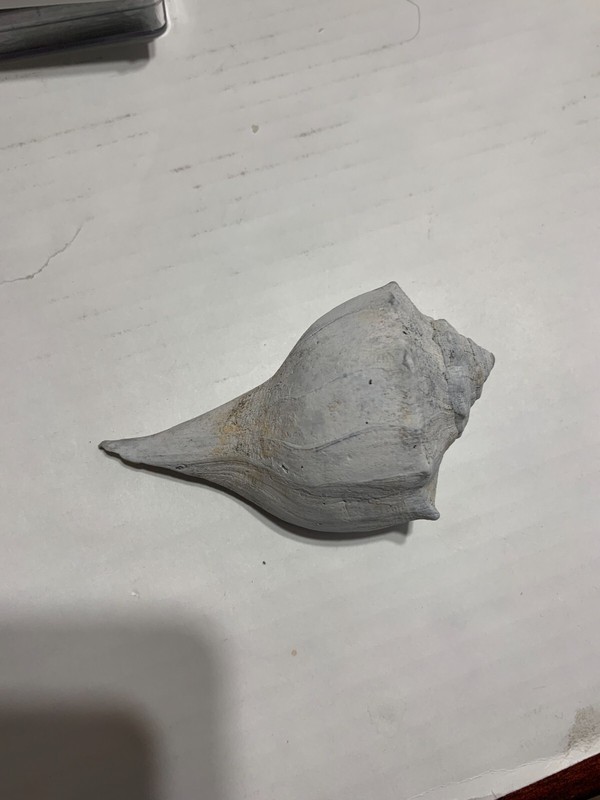 Conch Shell and Blue Ceramic bowl