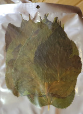 Mulberry Leaves, Pack of 20, for Aquarium, Blackwater, Shrimp, Betta, Hides