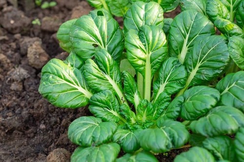 Susies π Exciting Spring Combo :) 1200+ Seeds 6 types Instructions Included x - Picture 5 of 12
