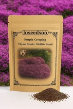 20000+ Creeping Thyme Seeds Purple Ground Cover Perennial Non-GMO Heirloom