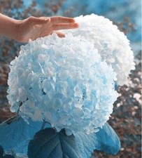 20 SEEDS for Light Blue HYDRANGEA RARE flower exotic bush plant USA Seller 2B
