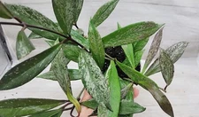 Hoya PublicalyX Splash aka Red Buttons live rare house plants in 4 inch pot