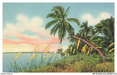 APBP9-0667-ETATS-UNIS - Florida - Coconut Palms