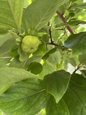 Weight Loss 20  fresh  Organic Persimmon leaves ( Shiziye) for tea. Large