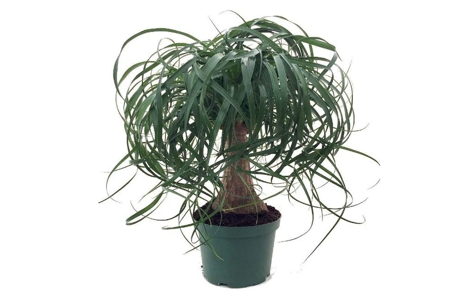 Ponytail Palm in 5 gal Pot 2-3ft Tall Indoor Evergreen Easy Care Bonsai Plant - Image 4 of 4