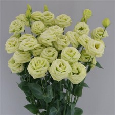 Lisianthus Seeds Lisianthus Arosa 3 Green Cut Flower