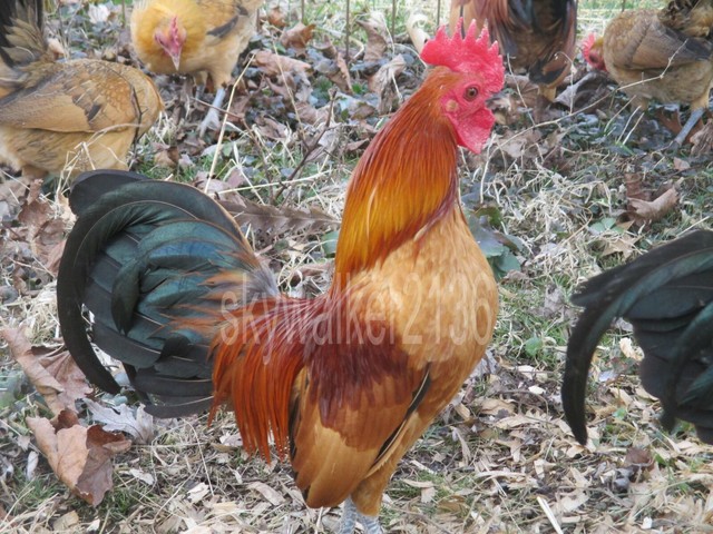 10 Rare Variety GINGER RED Old English BANTAM Chicken Fertile Hatching Eggs EBay