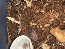 50 Isopod Pack Lava, Marbled, Lemonade Mix for bioactive terrarium