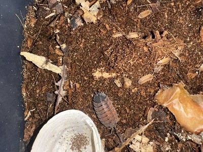50 Isopod Pack(Lava, Marbled, Lemonade Mix) for bioactive terrarium