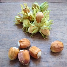 Haselnussbaum Truchsess Winterhart Obstbaum Pflanze 80cm / 140cm