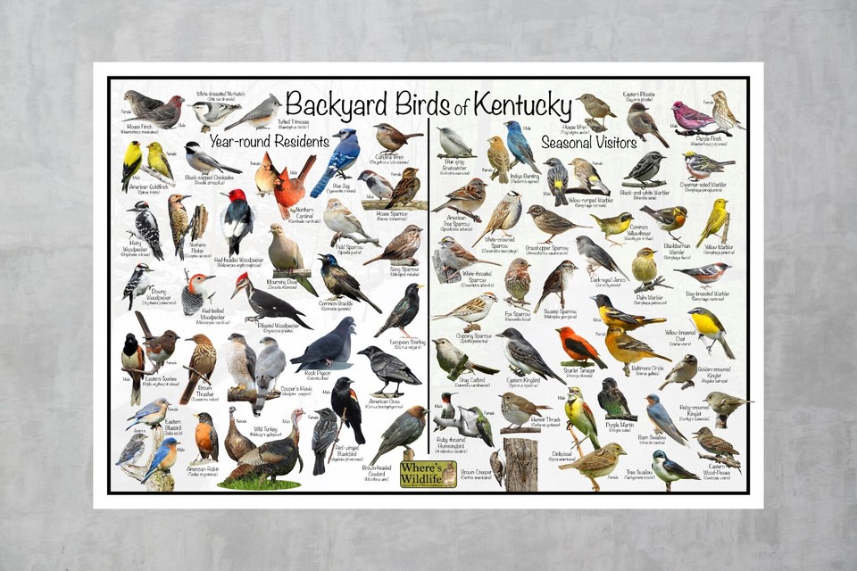 Backyard Birds of Kentucky Bird Identification Nature Poster / Quick ...
