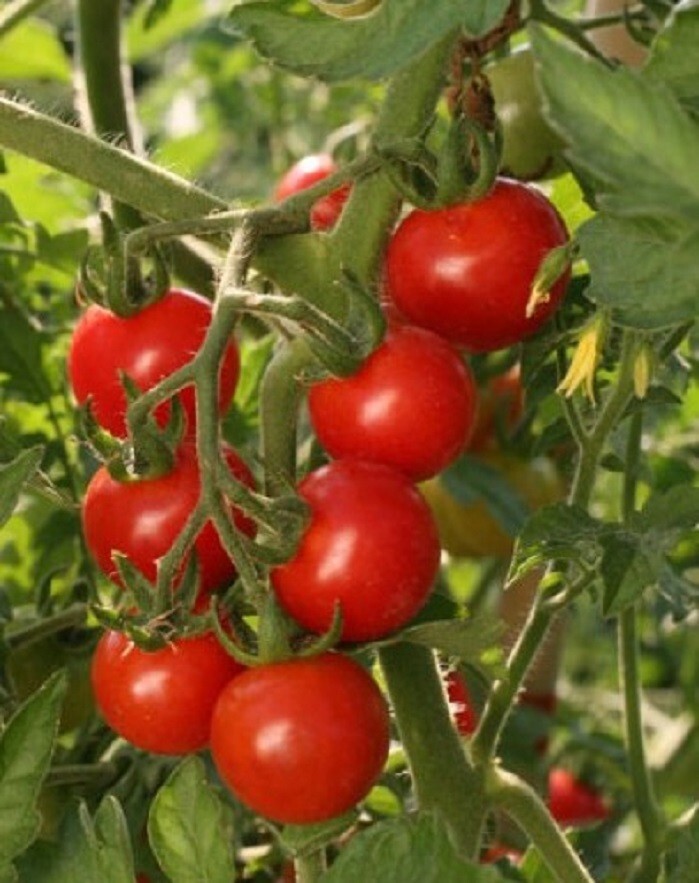 %Semillas Tomate Valenciano semillas autenticas garantizada germinacion%