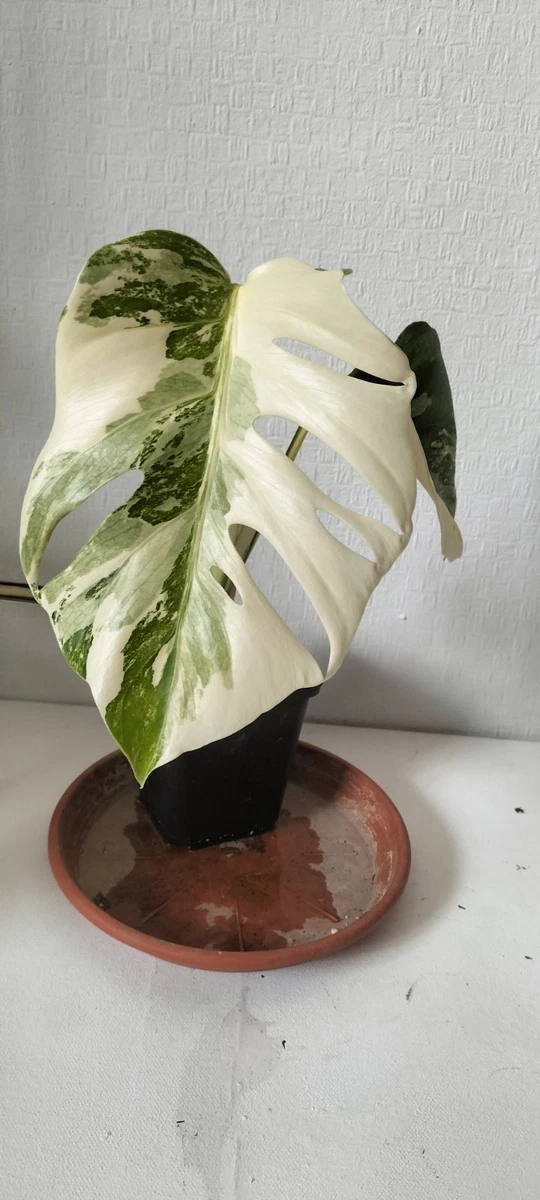 Monstera Deliciosa Variegata online kaufen | eBay.de