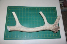 Jumbo Branched Elk Antler 8 dog chew base piece / chews deer XXL XL 222